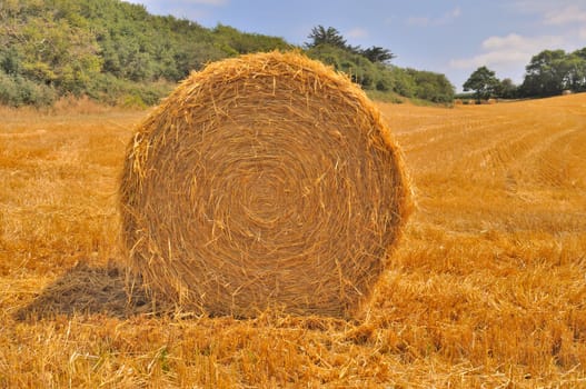  Round straw bales in harvested fields 
