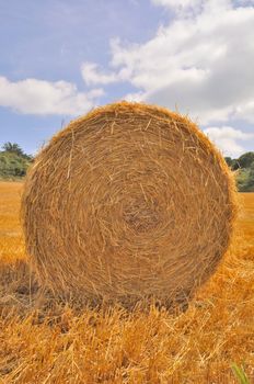  Round straw bales in harvested fields 