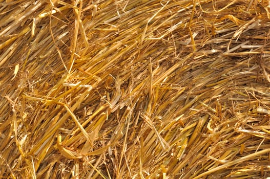  Round straw bales in harvested fields 