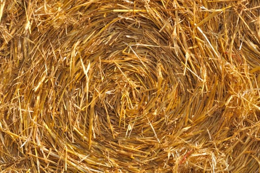  Round straw bales in harvested fields 