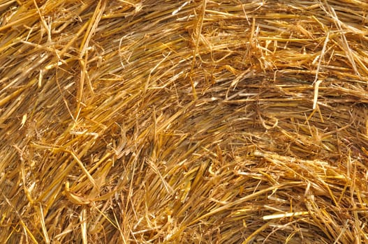  Round straw bales in harvested fields 