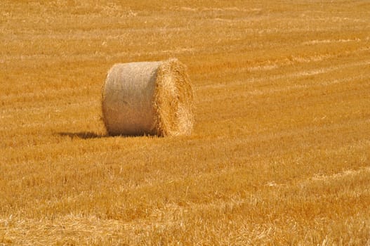  Round straw bales in harvested fields 