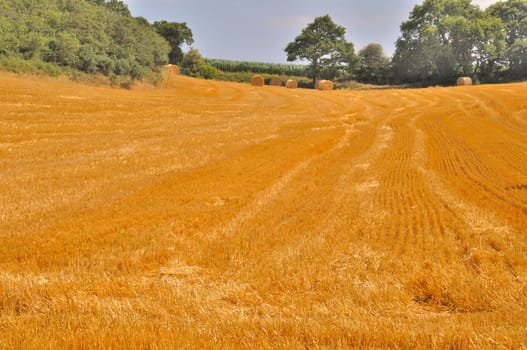  Round straw bales in harvested fields 