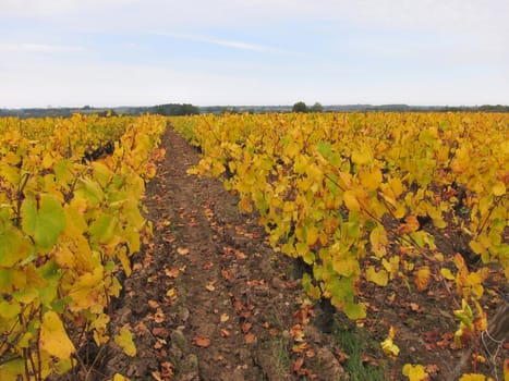 Vineyard in "Pays Nantais"