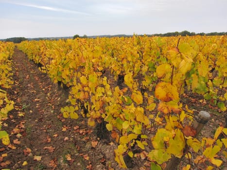 Vineyard in "Pays Nantais"