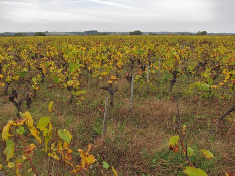 Vineyard in "Pays Nantais"