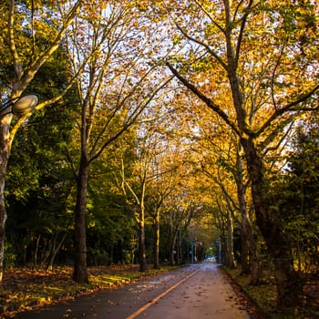 Tunnel from trees growing and road path