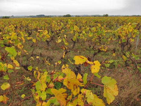 Vineyard in "Pays Nantais"