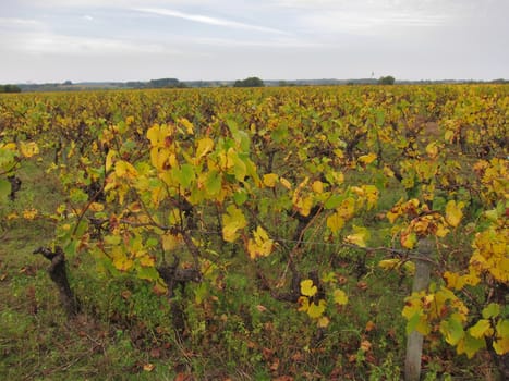 Vineyard in "Pays Nantais"
