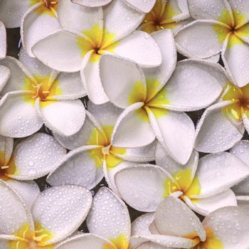 Pink frangipani flowers with on the water