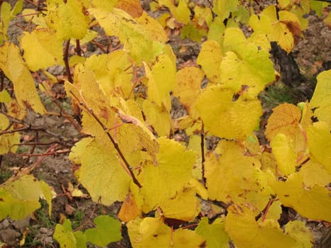 Vineyard in "Pays Nantais"