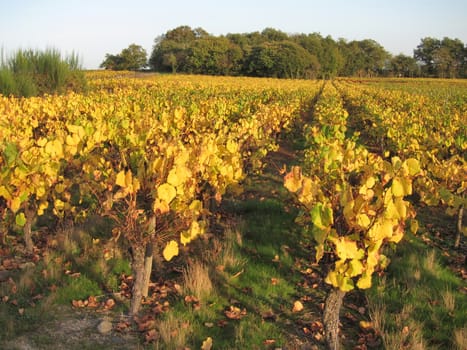 Vineyard in "Pays Nantais"