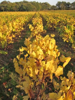 Vineyard in "Pays Nantais"