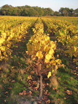 Vineyard in "Pays Nantais"