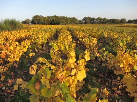Vineyard in "Pays Nantais"