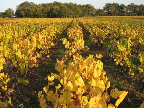 Vineyard in "Pays Nantais"