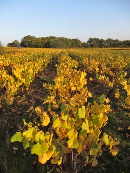 Vineyard in "Pays Nantais"