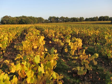 Vineyard in "Pays Nantais"