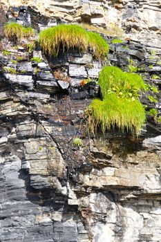 plants on a cliff face at the beach in Ballybunion county Kerry Ireland