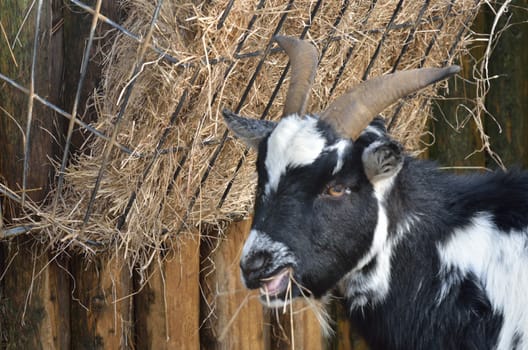 Black and white goat feeding