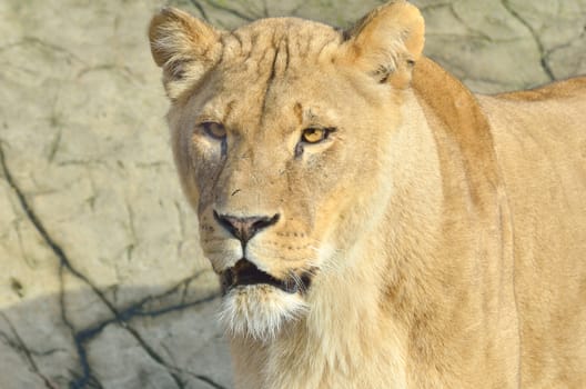 Lioness head