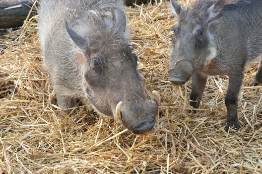 Mother and young warthog