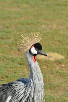 Grey crane head