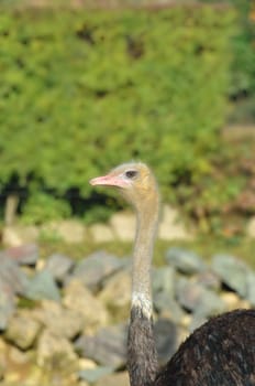 Ostrich head