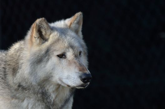 Grey timber wolf