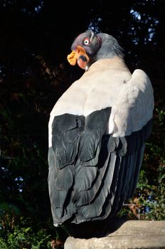 Ugly black and white bird