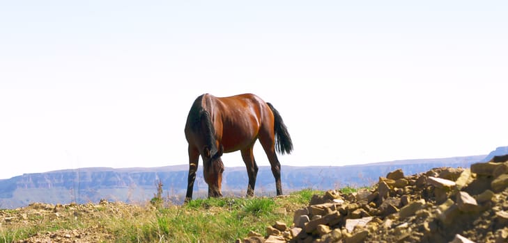 Horse On The Autumn Caucasus Meadow