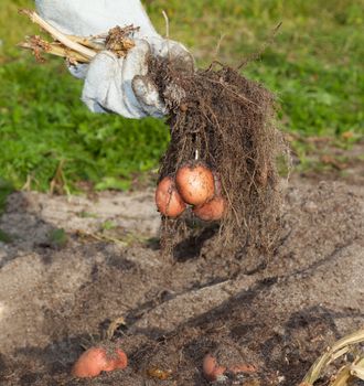 Potato harvest. Hand in glove holding potatoes with tops