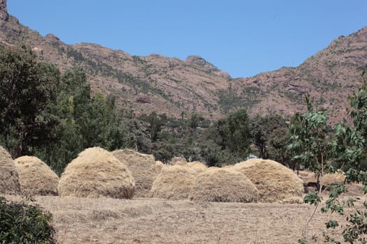 Bale of teff straw in the Ethiopian Mountains. Teff is a millet and a staple food in Ethiopia.