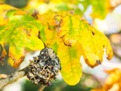 Closeup of fungi growth on oak tree in autumn colors