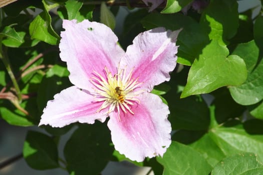 Closeup of a pink flowering clematis (Clematis) 