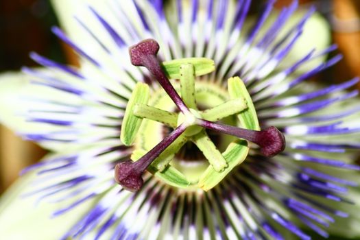 Closeup of a blue passion flower (Passiflora caerulea)