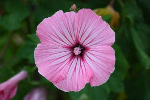 Closeup of a pink flower blooming