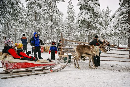 Rovanimi, Finland - December 30, 2010: Preparing to the race on the reindeer sledges at the reindeer farm in Rovaniemi on December 30, 2010