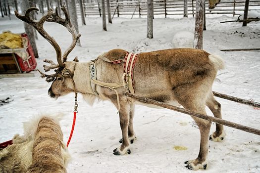 Reindeer with sledges