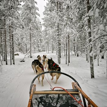 View from the dog sled