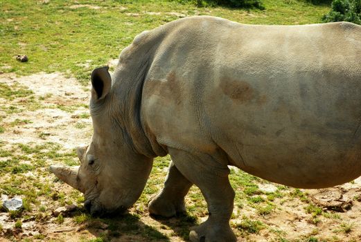 Close up view of a Rhinoceros grazing.

Picture taken on March 13, 2011.