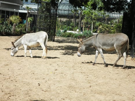 Close up view of two donkeys.

Picture taken on March 13, 2011.
