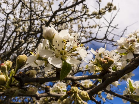 Fruit tree blossoms - spring beginning