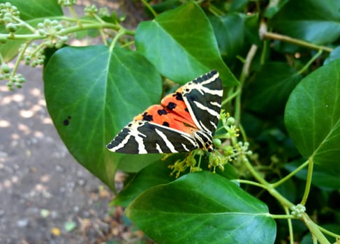 Black-yellow-red butterfly free in nature. Extreme close-up.

Picture taken on September 2, 2011.