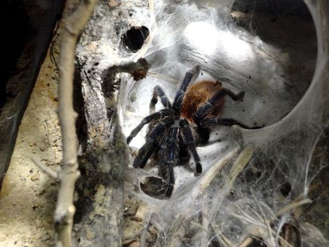 Close up view of a Tarantula spider inside it's nest.

Picture taken on December 22, 2011.