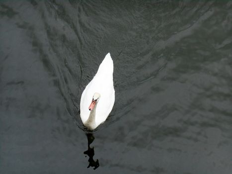 Up-front view of a goose swimming inside a lake.

Picture taken on August 17, 2013.