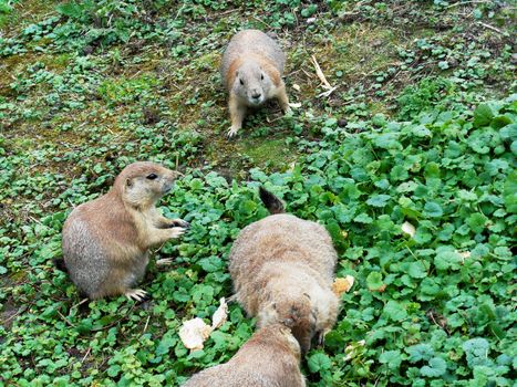 Up-front view of four Arctic ground squirrels in nature.

Picture taken on August 25, 2013.