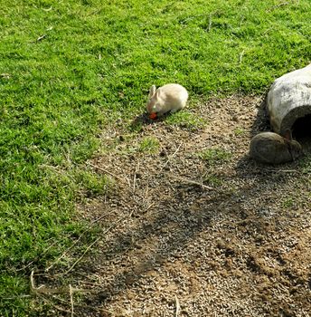 Two rabbits on the ground.

Picture taken on March 13, 2011.