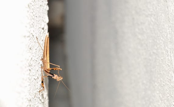 Mantis rested on the wall of the fence