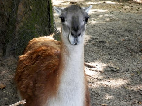 Direct front view of a white-brown Llama.

Picture taken on July 30, 2012.